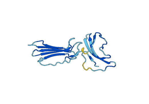 Recombinant Human CD177, N-His
