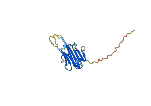 Recombinant Human CD253/TNFSF10/TRAIL, N-His