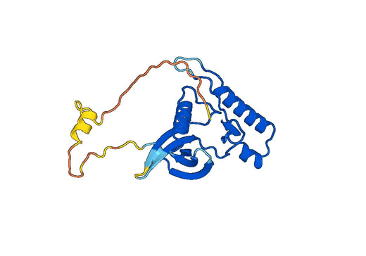 Recombinant Human CD292/BMPR1A Protein, N-His-SUMO