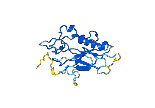 Recombinant Human CD298/ATP1B3, N-His