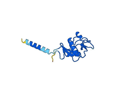 Recombinant Human CD299/CLEC4M, N-His