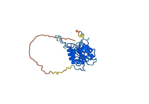 Recombinant Human CD57/B3GAT1, N-His