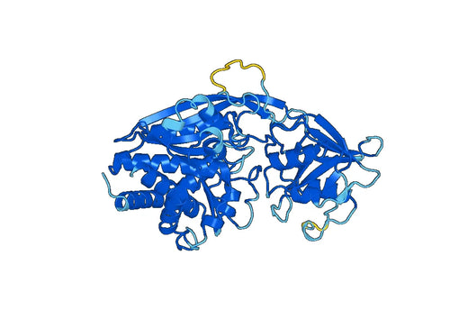 Recombinant Human CD71/TFRC Protein, C-His