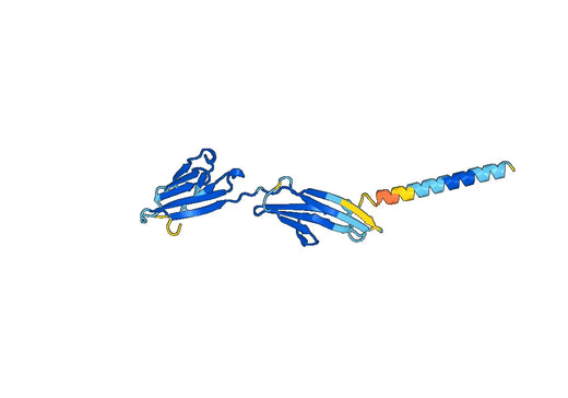 Recombinant Human CD84, N-His