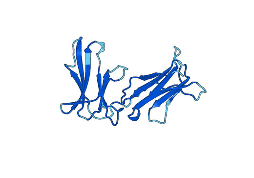 Recombinant Human CD85j/LILRB1, N-His