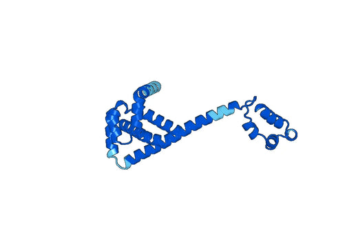 Recombinant Human CDC37 Protein, N-His