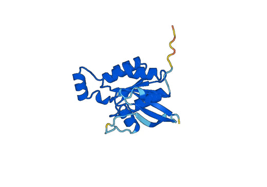 Recombinant Human CDC42, N-His