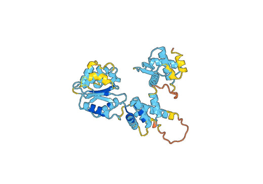 Recombinant Human CDC6 Protein, N-His