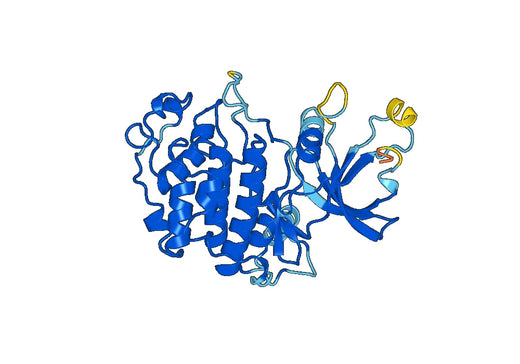 Recombinant Human CDK12 Protein, N-His