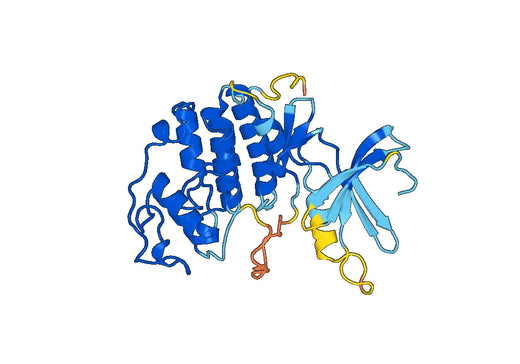 Recombinant Human CDK2 Protein, C-His