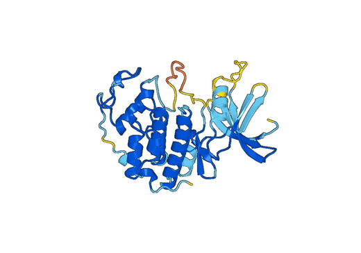 Recombinant Human CDK5 Protein, N-His