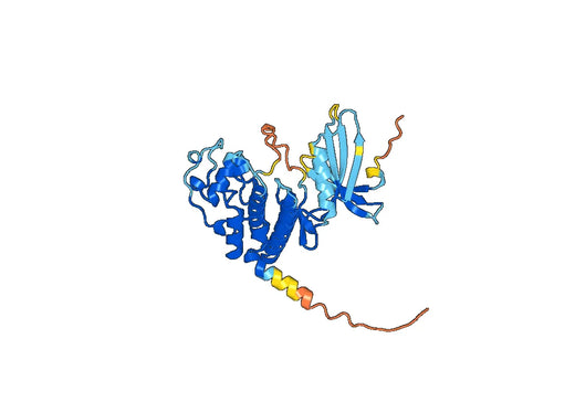 Recombinant Human CDK6, N-His
