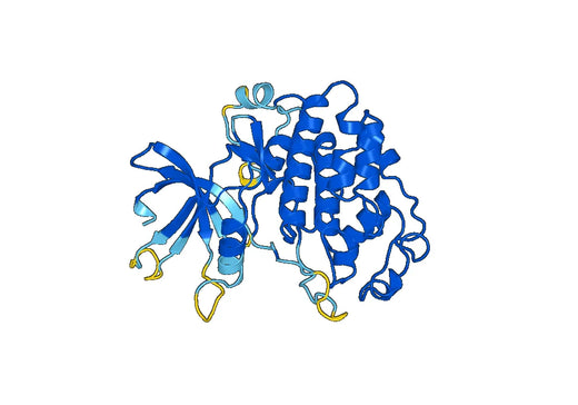 Recombinant Human CDK9 Protein, N-His