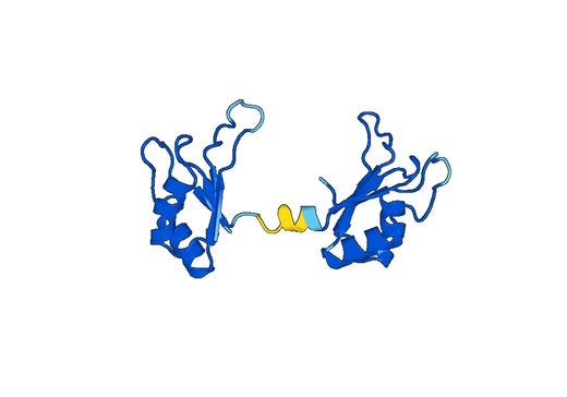 Recombinant Human CELF1 Protein, N-His