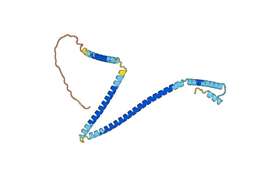 Recombinant Human CENPH, N-His