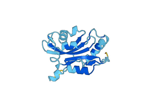 Recombinant Human CFL2 Protein, N-His-SUMO