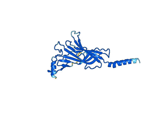 Recombinant Human CHRNA1 Protein, N-His