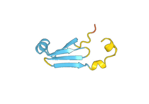 Recombinant Human CLDN11 Protein, N-His-SUMO