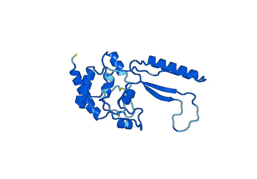 Recombinant Human CNDP2, N-His