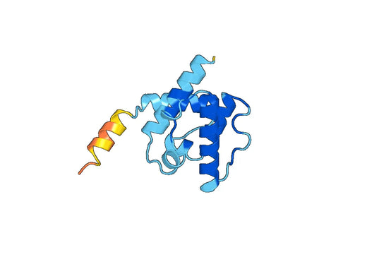 Recombinant Human CNN1 Protein, N-His-SUMO