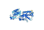 Recombinant Human CNP Protein, N-His