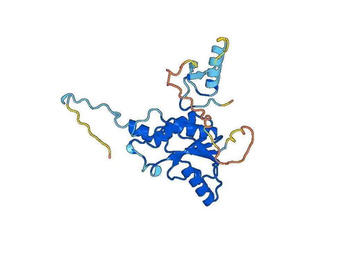 Recombinant Human COASY, N-His