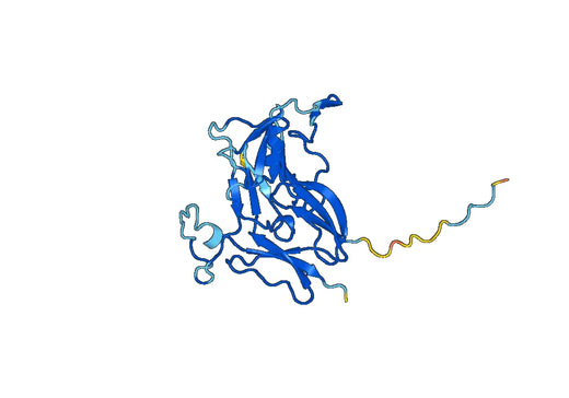 Recombinant Human COL4A3, N-GST