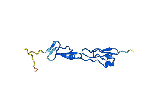 Recombinant Human COMP, N-His