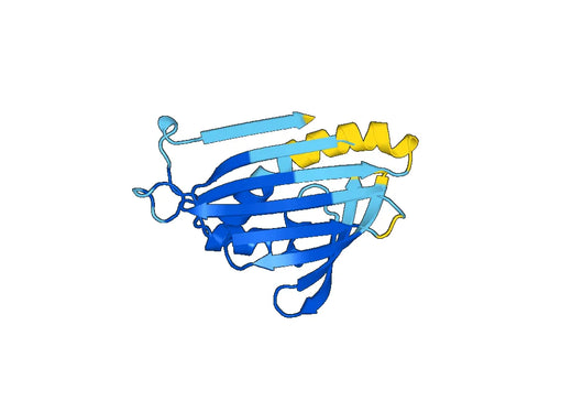 Recombinant Human COQ10A Protein, N-His