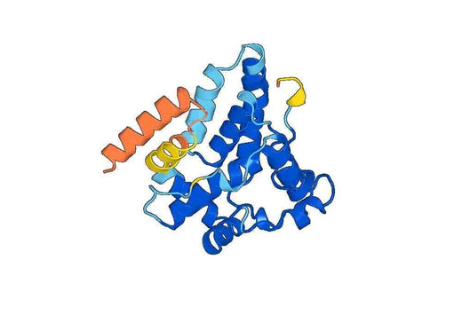 Recombinant Human COQ4 Protein, N-His