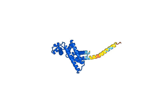 Recombinant Human COQ9 Protein, N-His