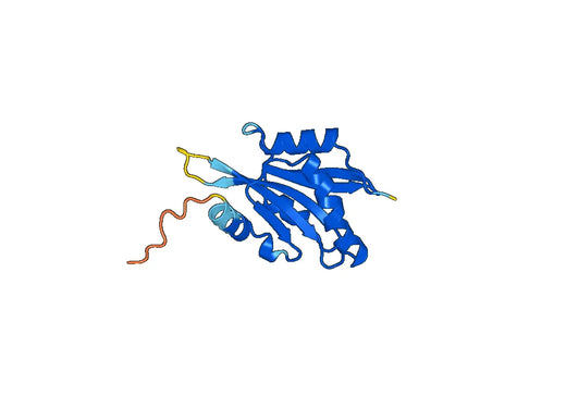 Recombinant Human COTL1, N-His