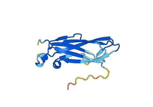 Recombinant Human COX11 Protein, N-His