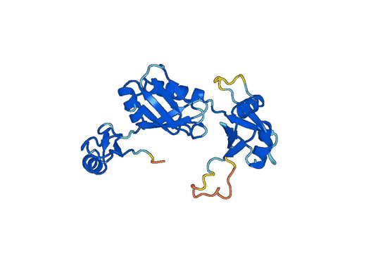 Recombinant Human CPEB1, N-His