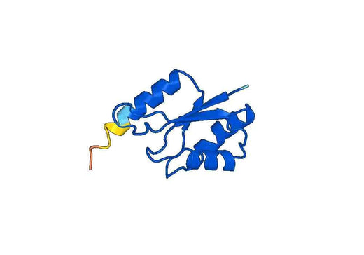 Recombinant Human CPSF6 Protein, N-His