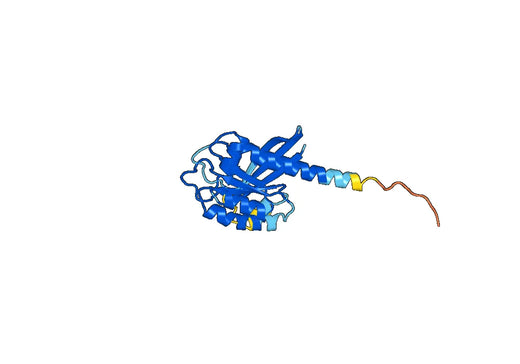 Recombinant Human CRACR2A Protein, N-His