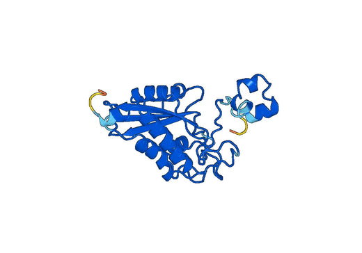 Recombinant Human CRISP3, N-His