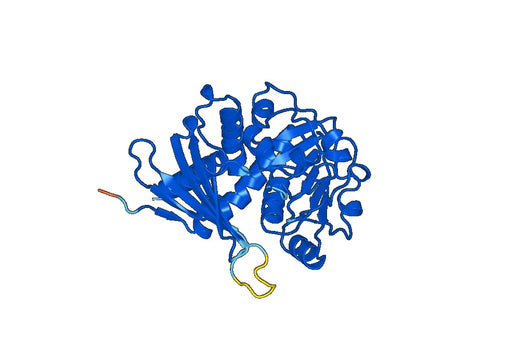 Recombinant Human CRYM Protein, N-His