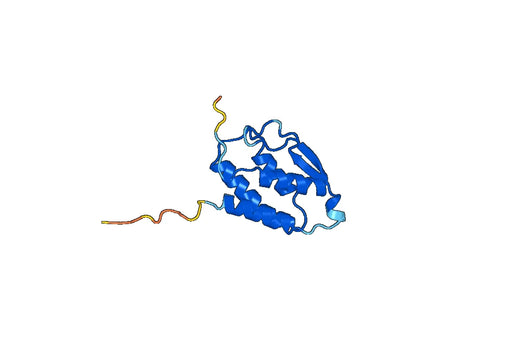 Recombinant Human CSF2/GM-CSF Protein, C-His