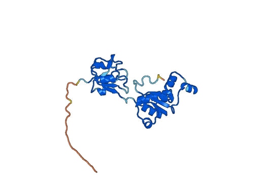 Recombinant Human CTBP1, N-His