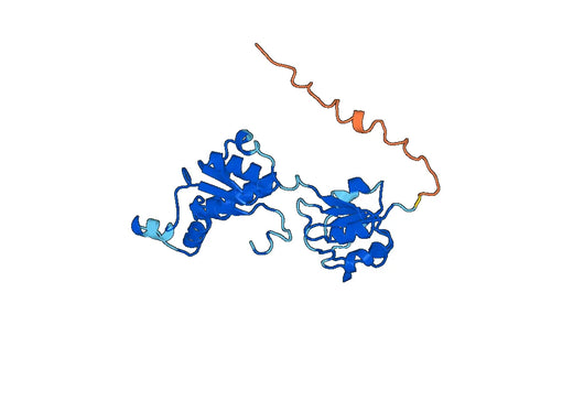 Recombinant Human CTBP2, N-His