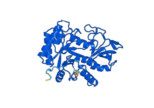 Recombinant Human CTBS, N-His