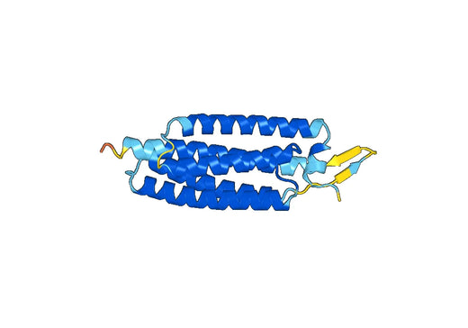 Recombinant Human CTNNA1 Protein, N-His