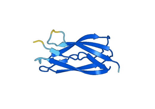 Recombinant Human CTNS Protein, N-His-SUMO