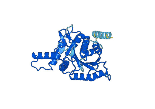 Recombinant Human CTPS2 Protein, N-His