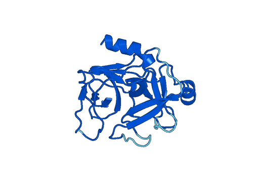 Recombinant Human CTRL Protein, N-His