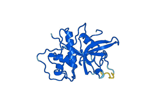 Recombinant Human CTSC, N-His