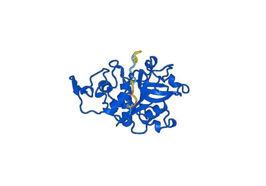 Recombinant Human CTSZ, N-His