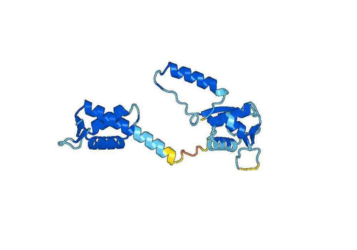 Recombinant Human CUL2 Protein, N-His