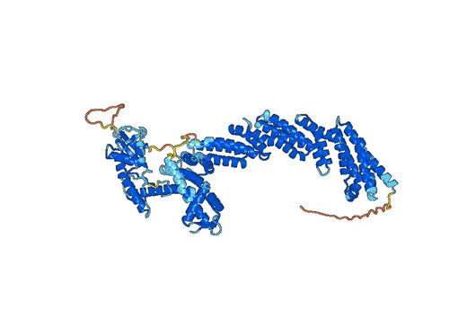 Recombinant Human CUL3 Protein, N-His